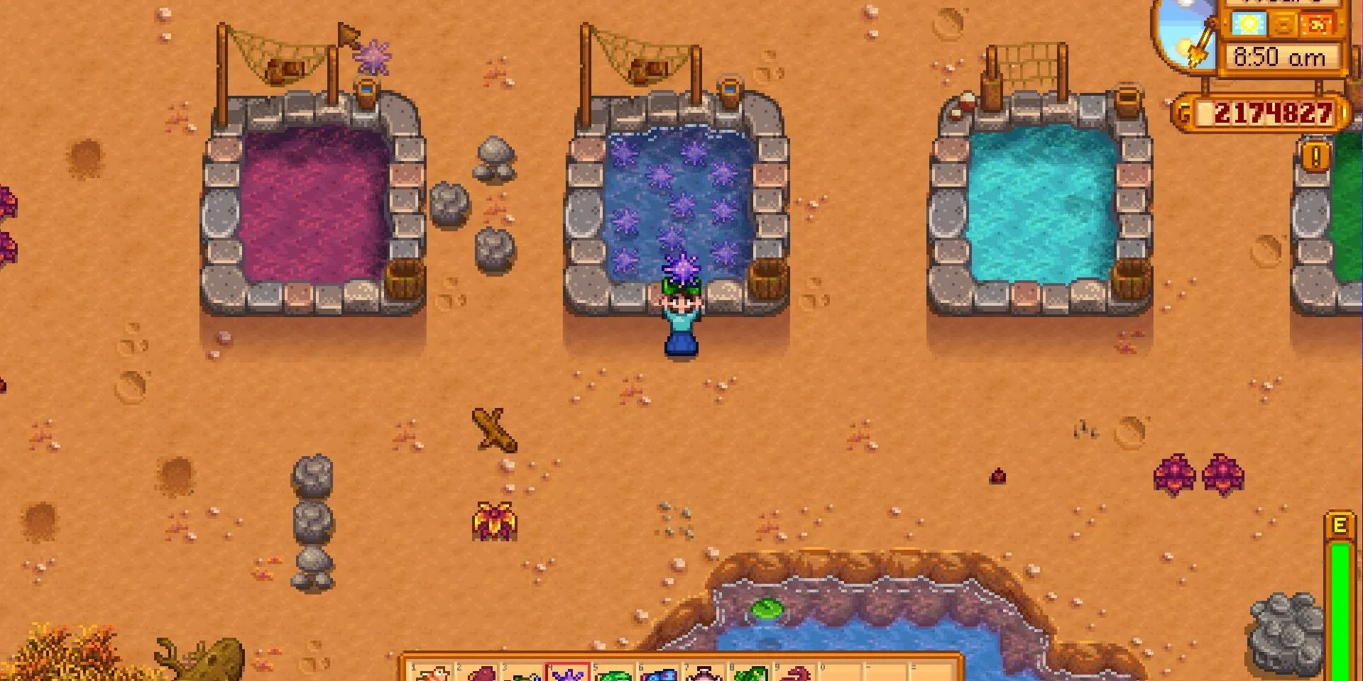 Ảnh chụp màn hình Hồ Nhím Biển (Sea Urchin) trong Stardew Valley.