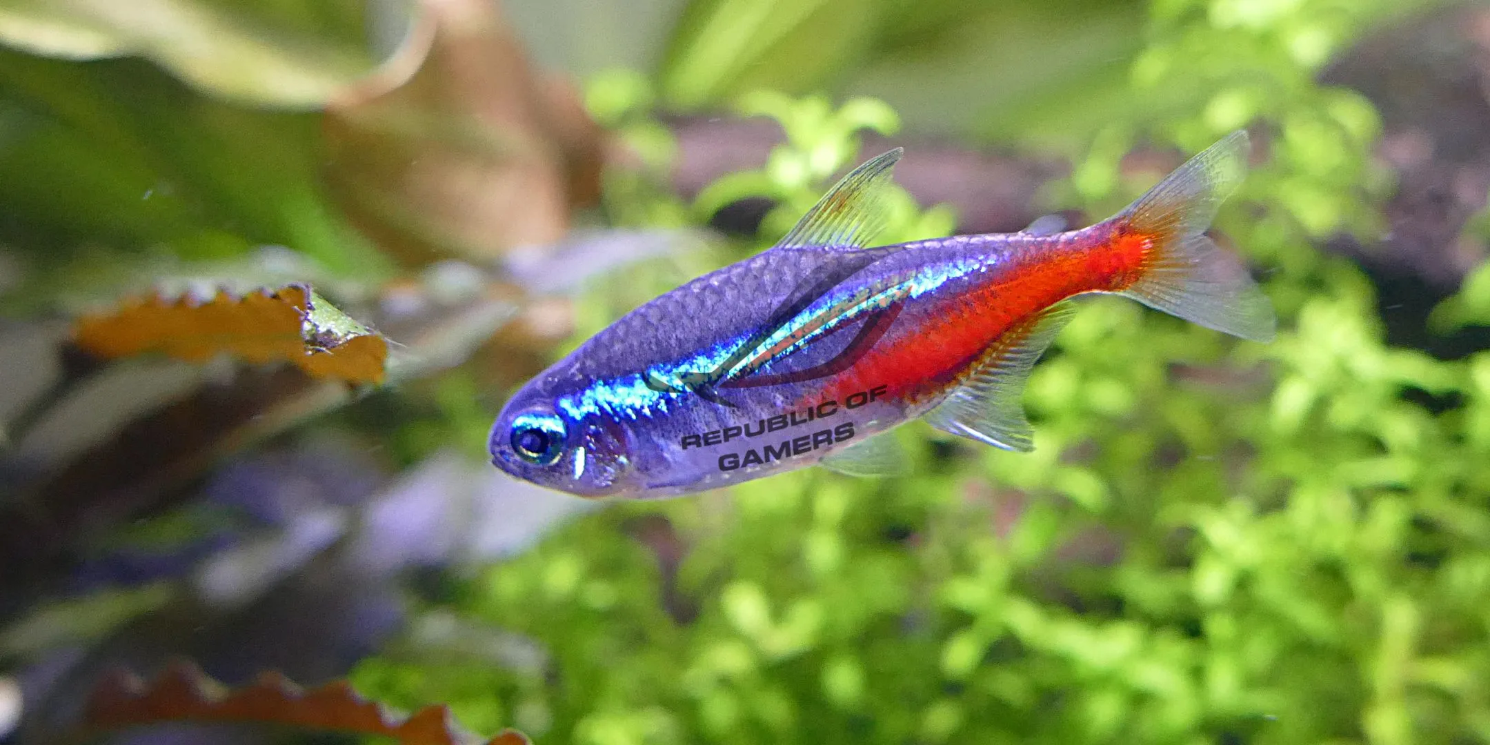 Cá Neon Tetra với logo Republic of Gamers (ROG) lồng ghép, biểu trưng cho &quot;cá cảnh gamer&quot;.